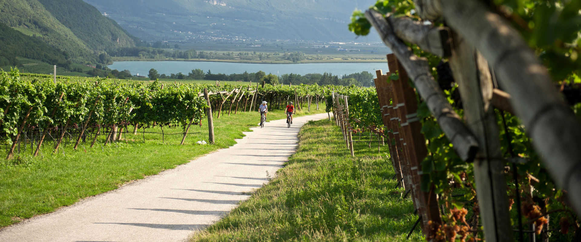 Radwege zwischen Weinberge, Wälder und Seen. Zwei Radfahrer fahren zwischen den Weinbergen vom See weg.