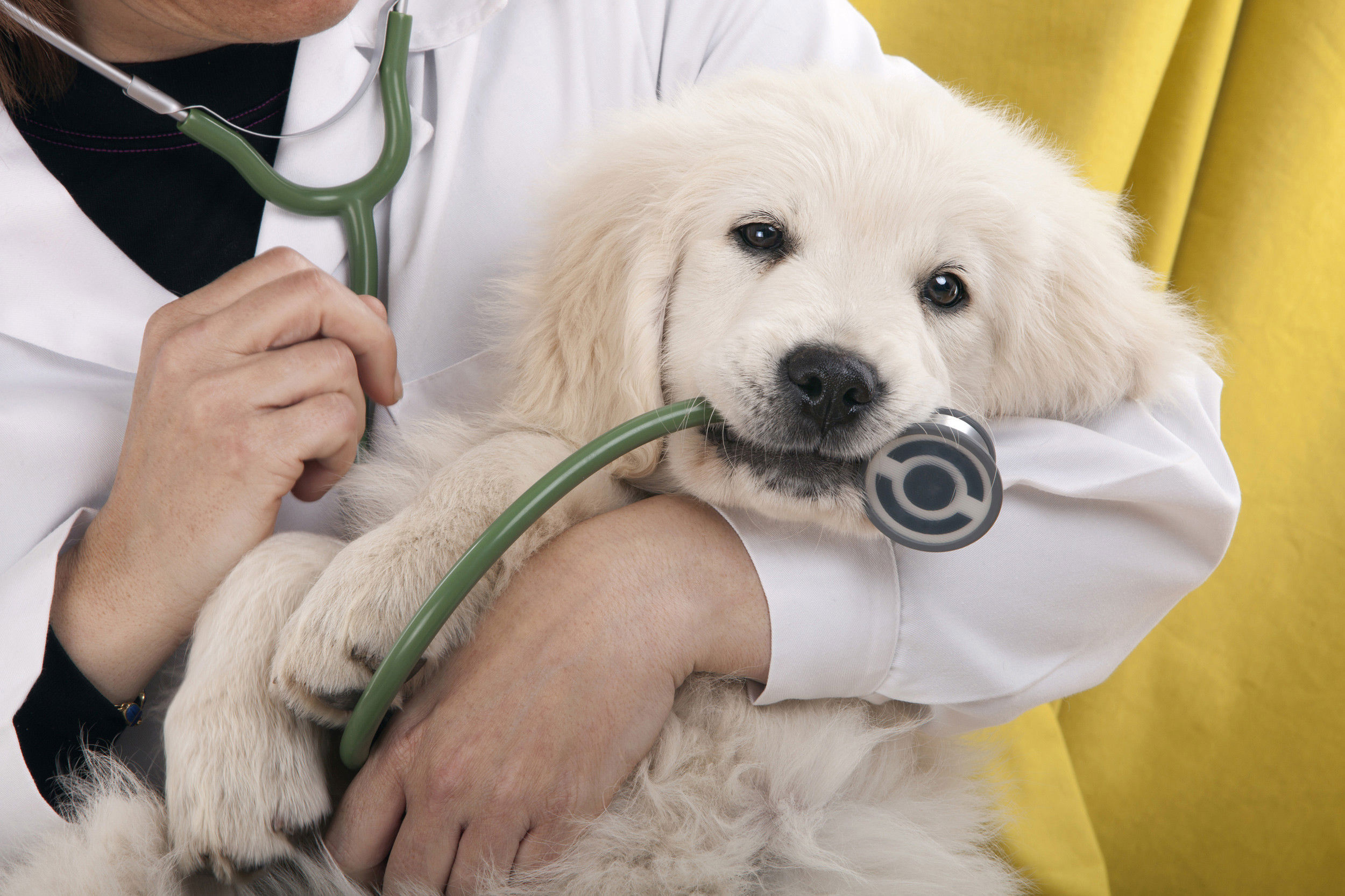 Pet clinic. Ветеринария. Собака медик. Терапия животных. Собака Ветеринария.