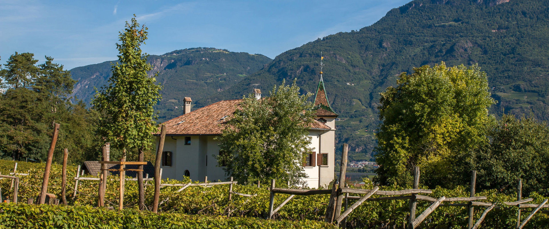 Weinreben in Andrian Blick auf ein altes Bauernhaus umgeben von Weinreben