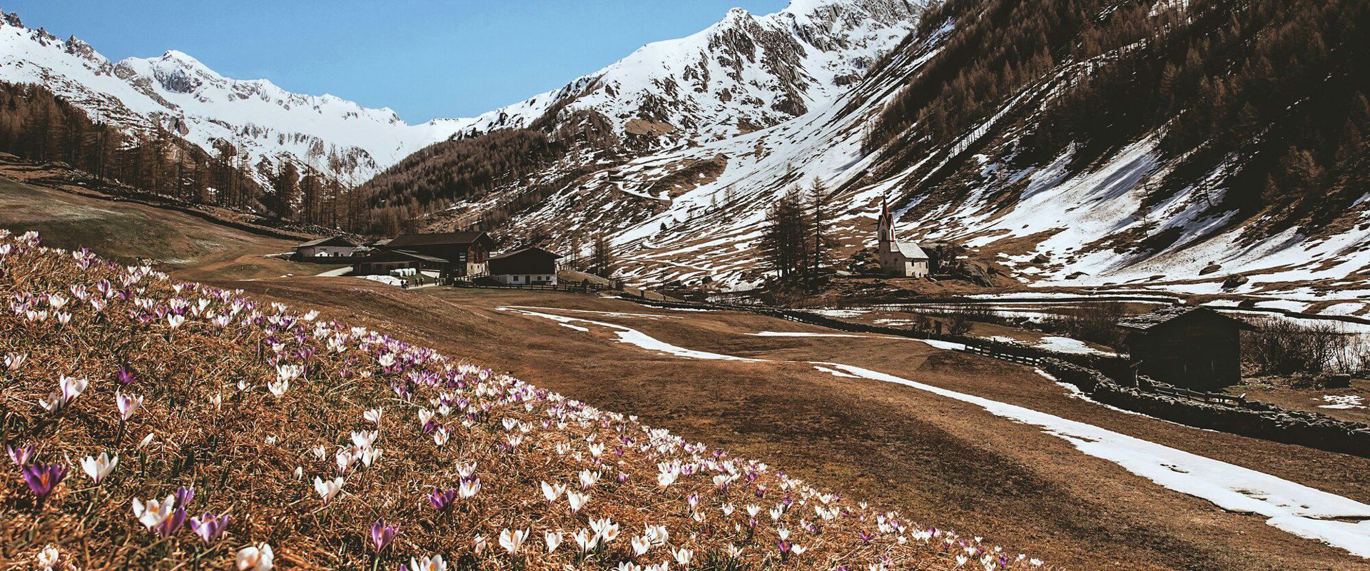 Krokuswiese, Kirchlein und Berge im Ahrntal.
