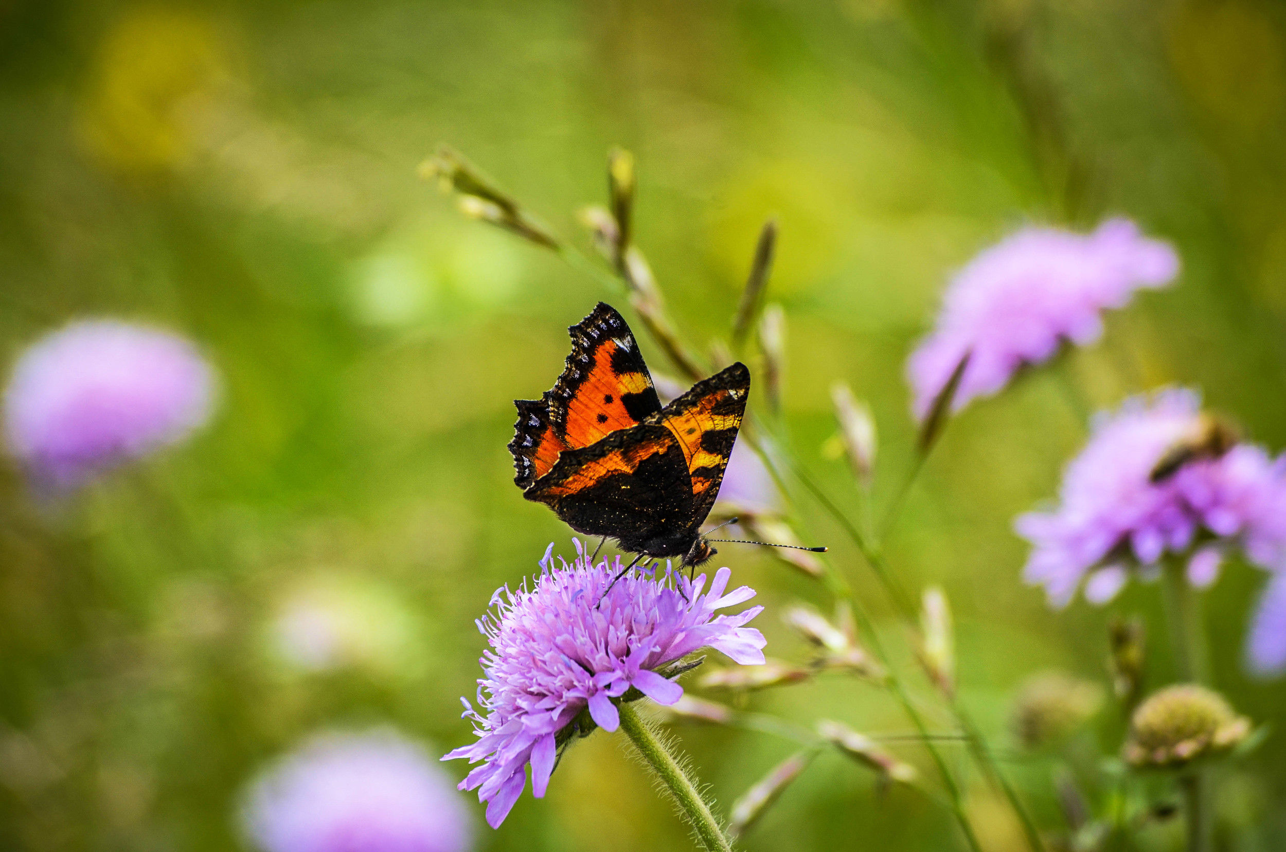 Orangefarbener Schmetterling sitzt auf einer violetten Blüte.