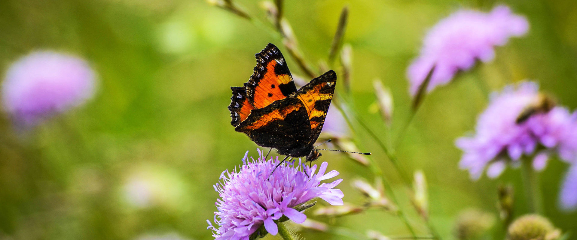 Orangefarbener Schmetterling Orangefarbener Schmetterling sitzt auf einer violetten Blüte.