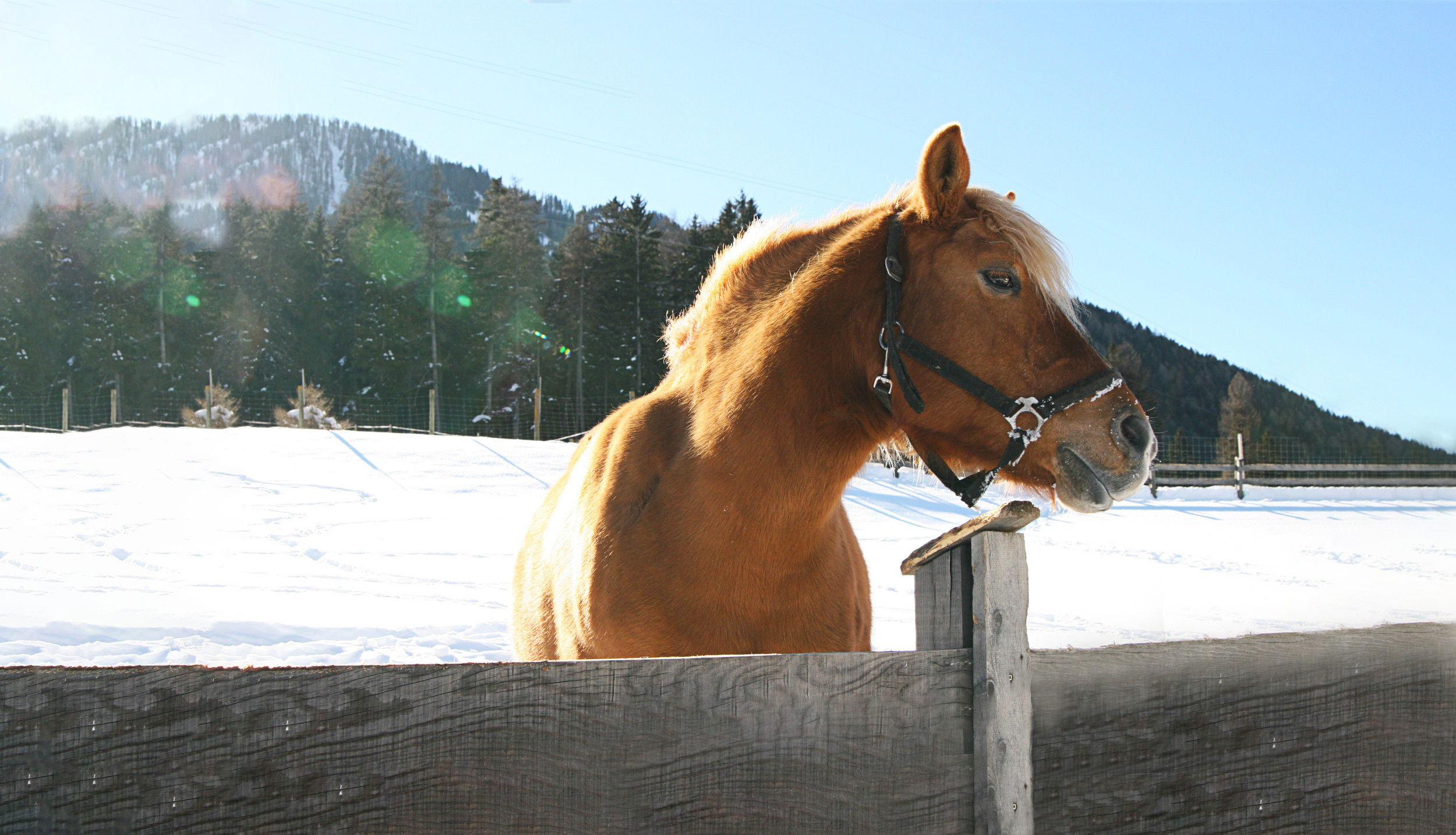 Ein Haflingerpferd blickt aus dem Zaun in die verschneite Landschaft.