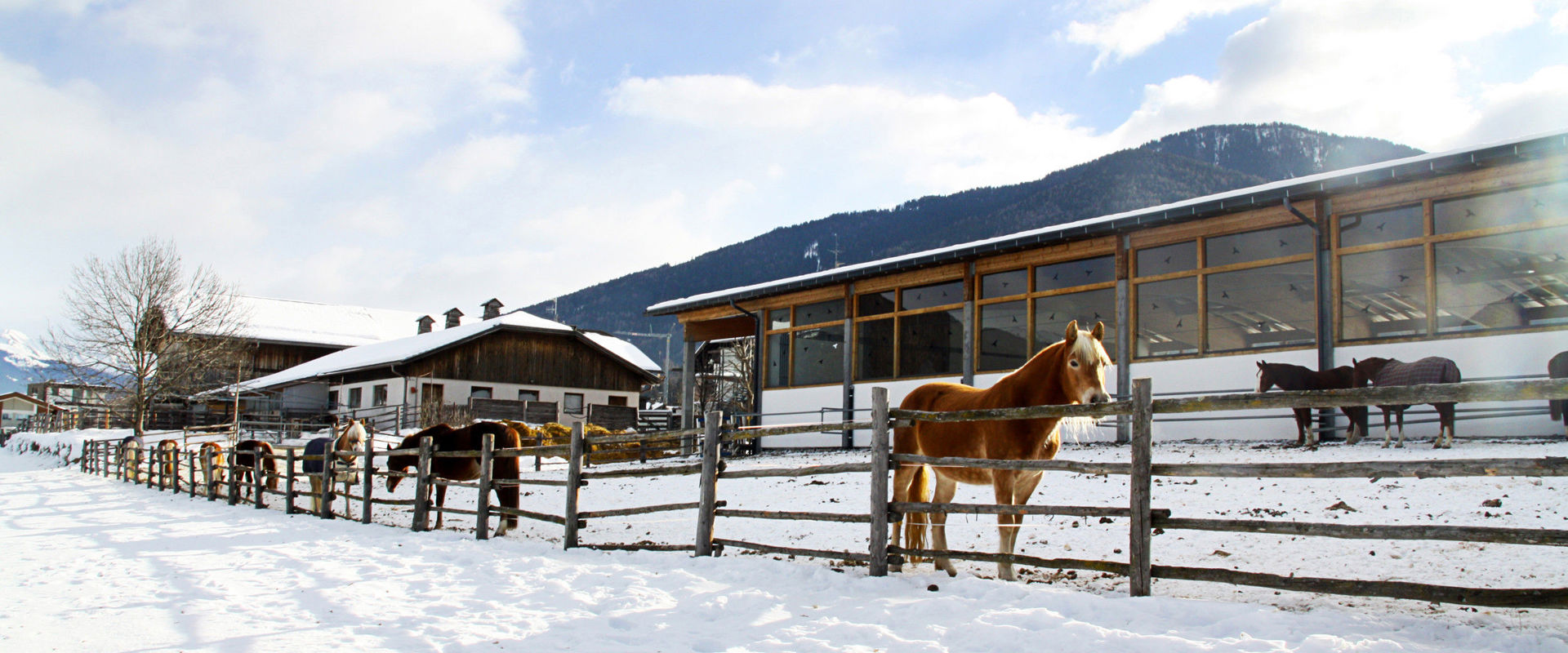 Pferde im Winter am Kronplatz. Eingezäunte Haflingerpferde am Kronplatz in einer Schneelandschaft.