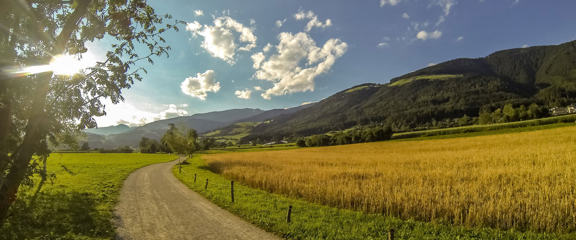 Feldweg an Kornfeld in Pfalzen