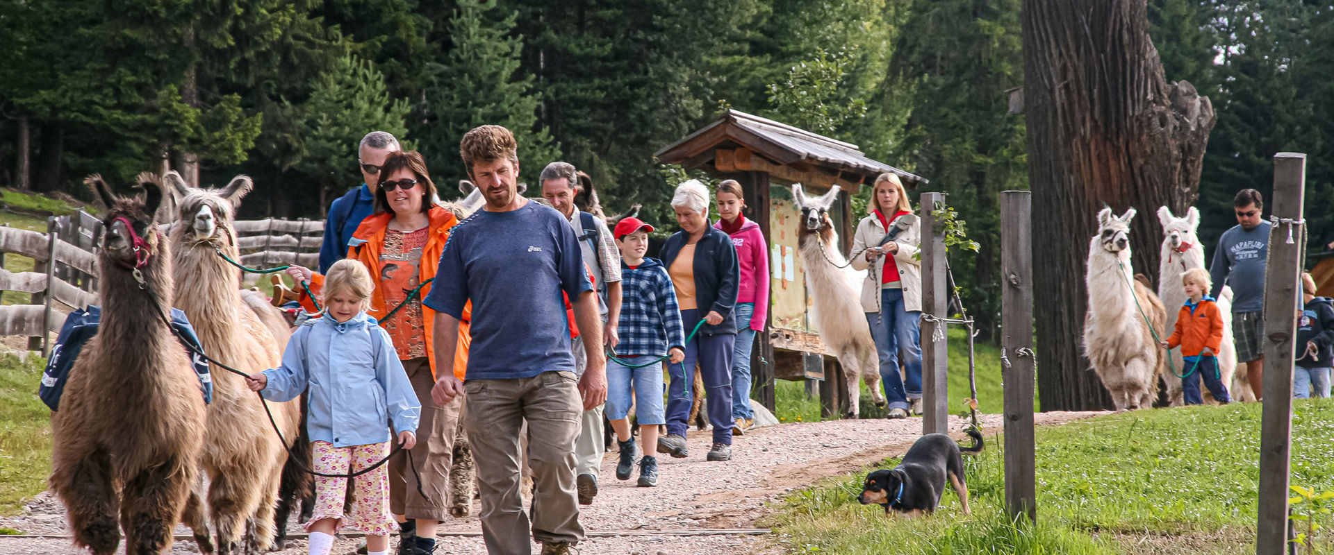Erwachsene und Kinder gehen mit Lamas spazieren.
