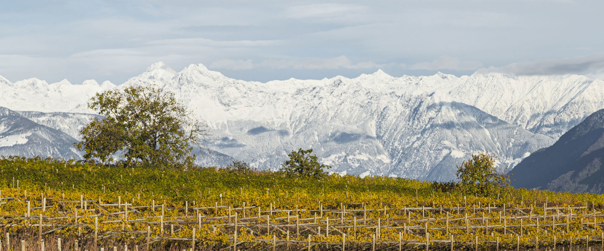 Weinreben Weinreben mit schneebedeckten Bergen