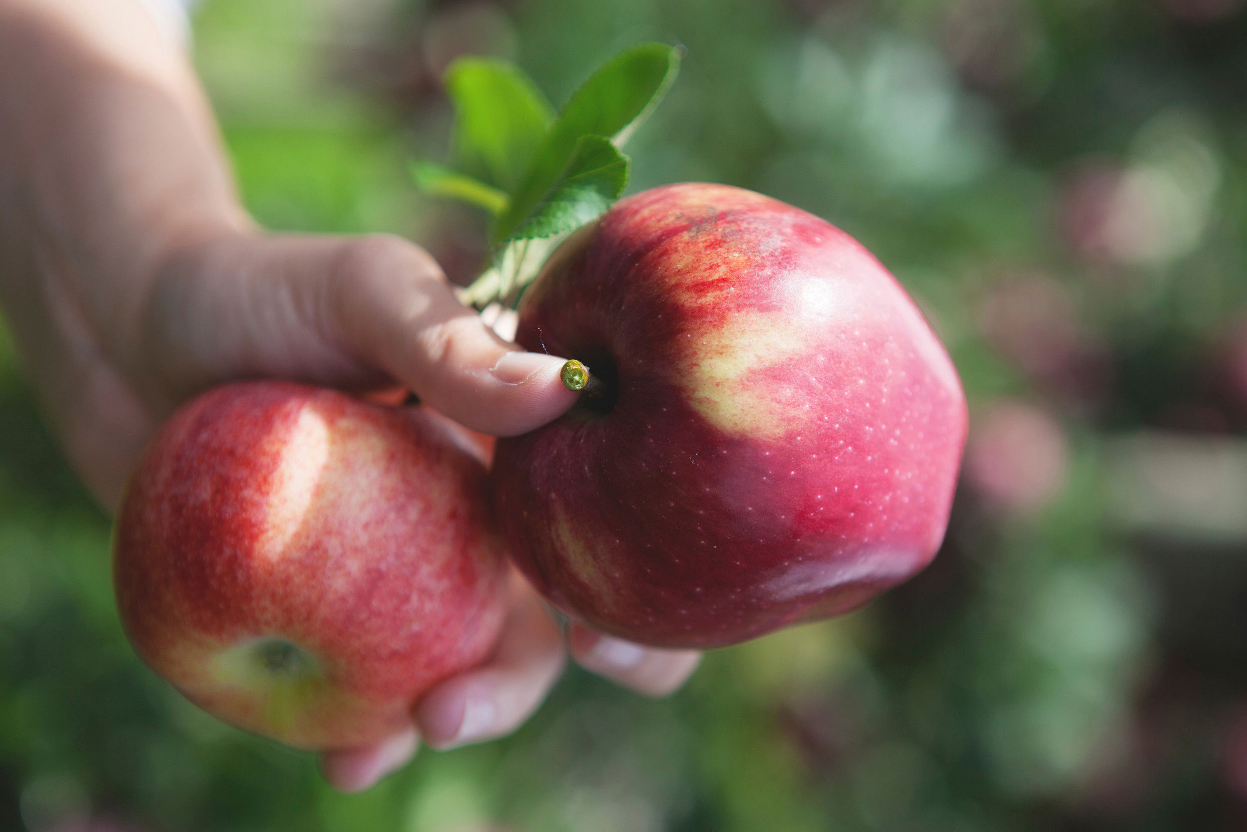 2 rote Äpfel in einer Hand.