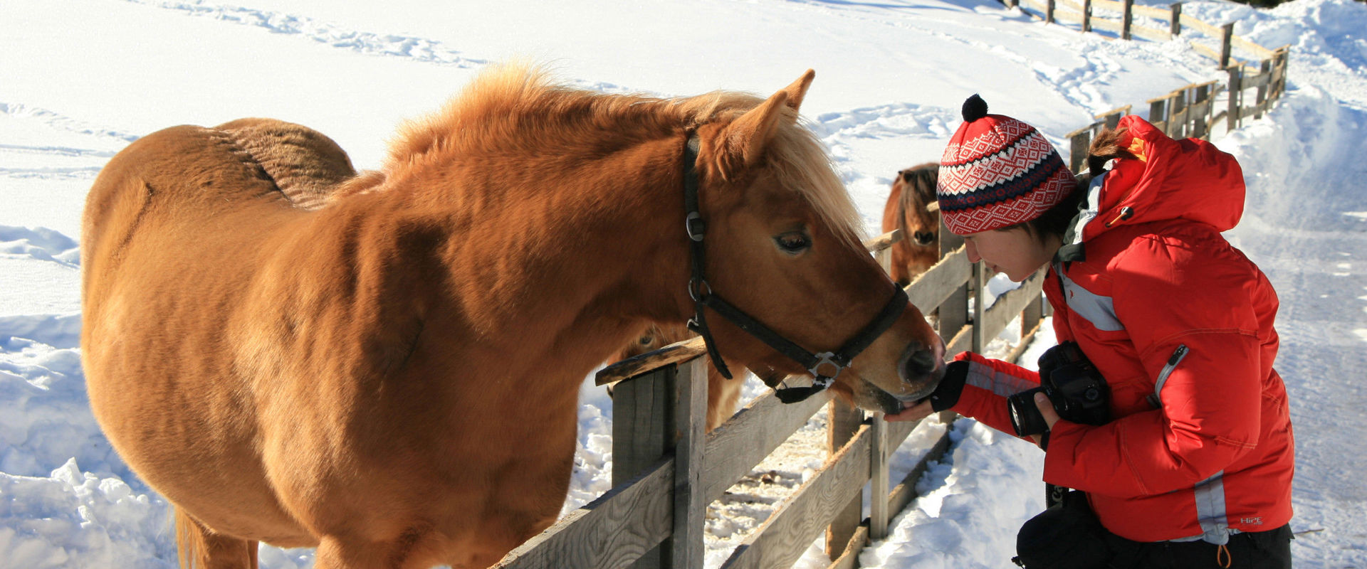 Pferd in der winterlichen Schneelandschaft  Kind streichelt ein Pferd hinter dem Zaun.