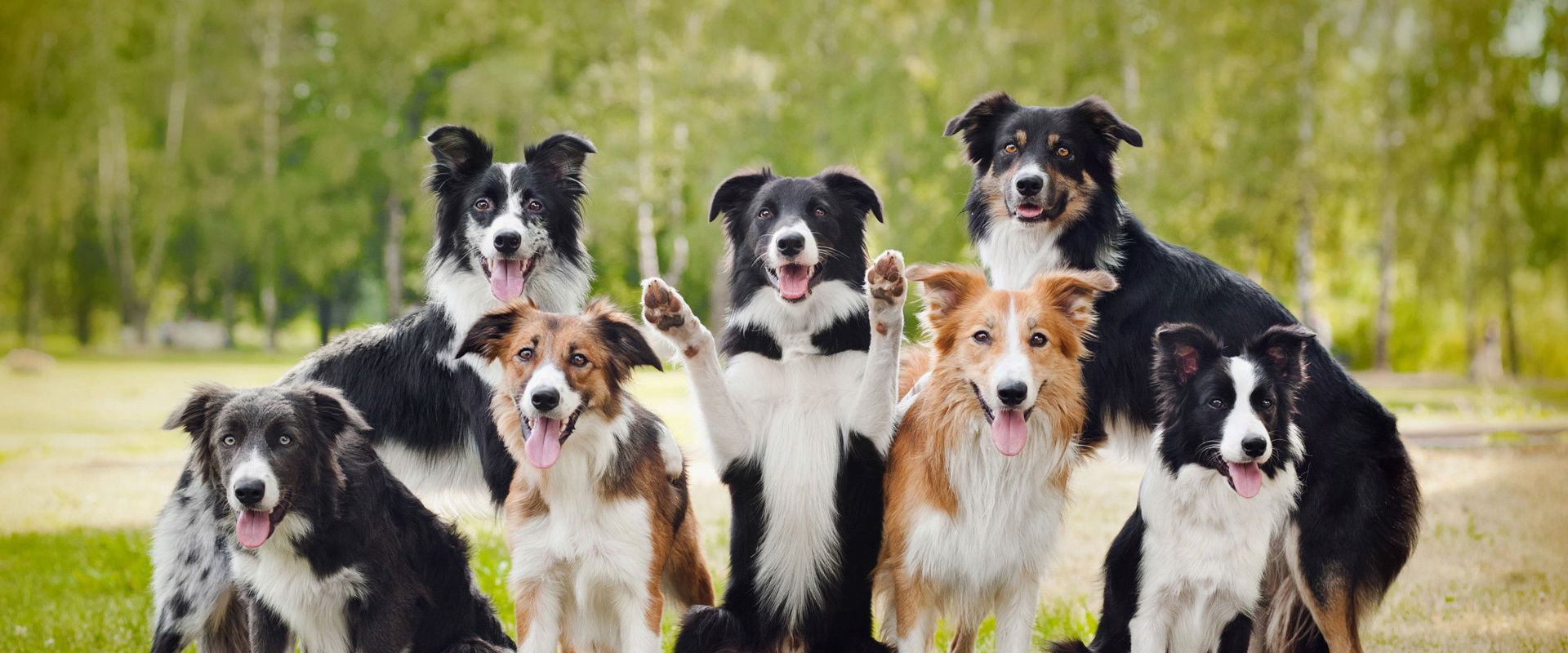 Urlaub mit Hund Foto mit 7 Border Collie Hunden.