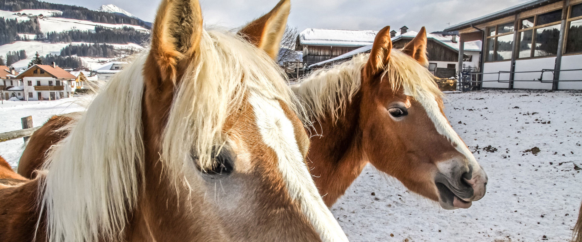 Pferde im Winter 2 Pferde im Winter.