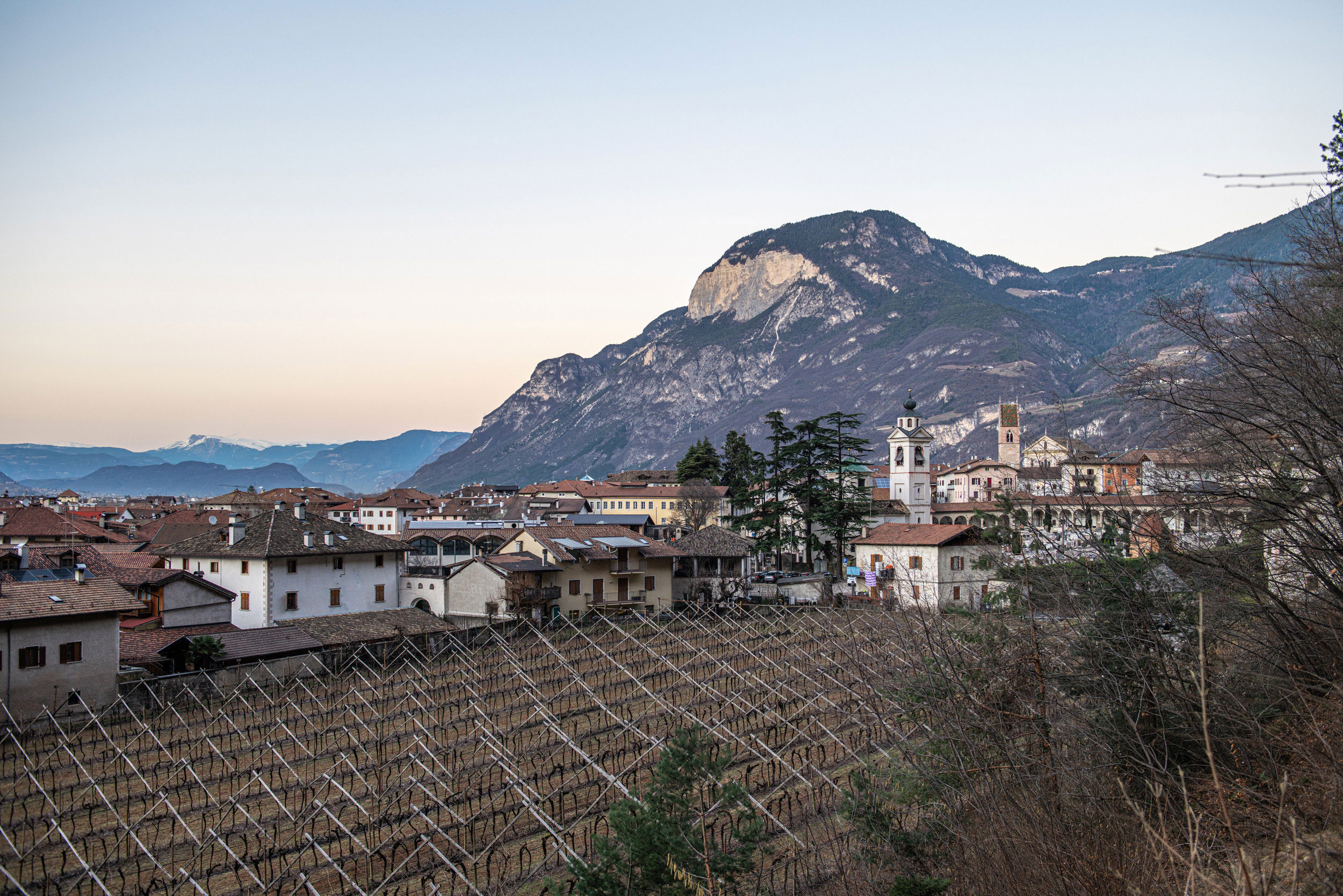 Abenddämmerung über Salurn im Winter. Kahle Weinreben füllen das Bild, in der Ferne im Ortskern, die Pfarrkirche zum Hl. Andreas.