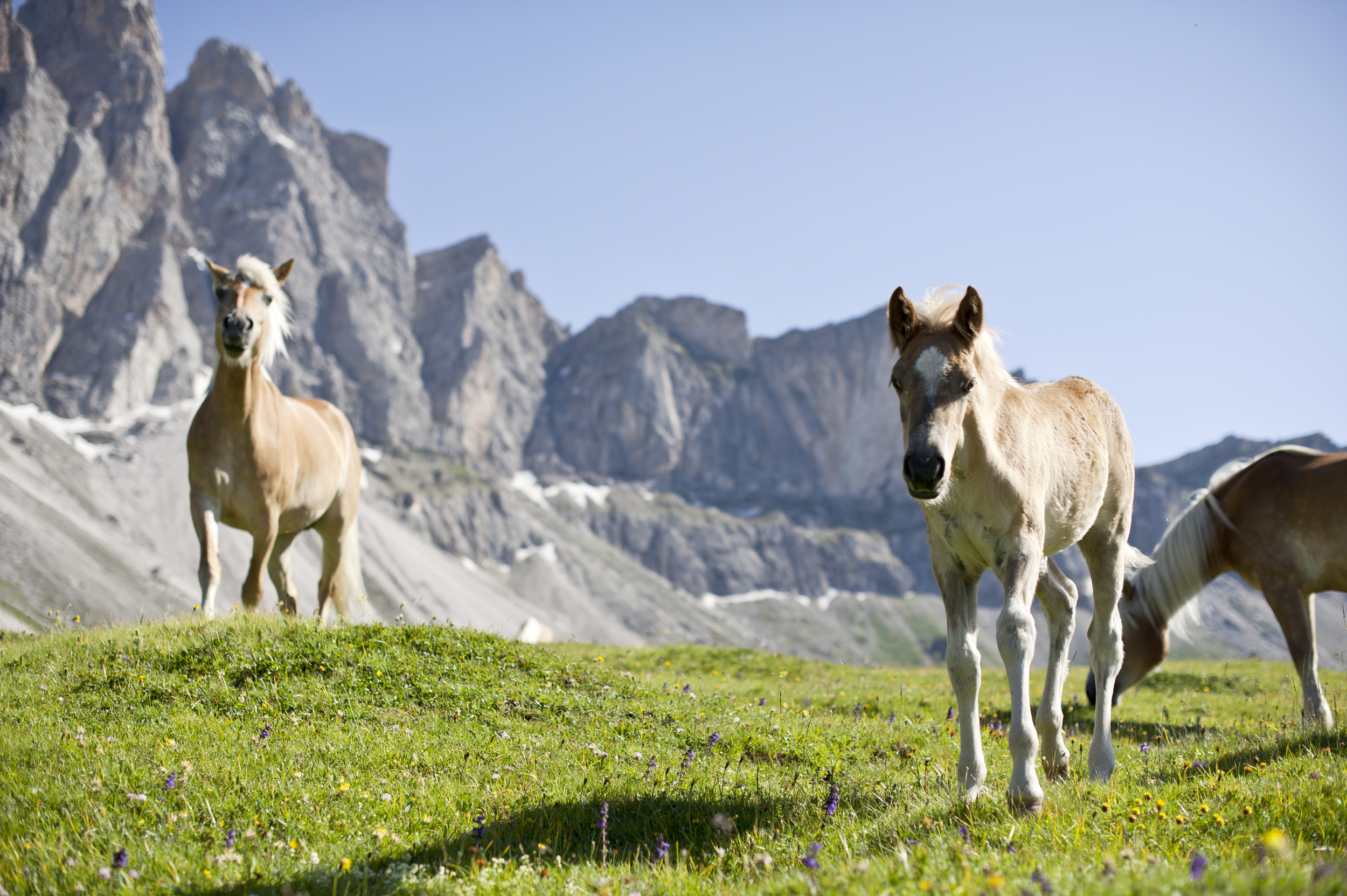 Haflinger Pferde auf grüner Almwiese in Südtirol, mit Berglandschaft im Hintergrund