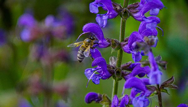 Fleißige Bienen und Menschen in Lajen