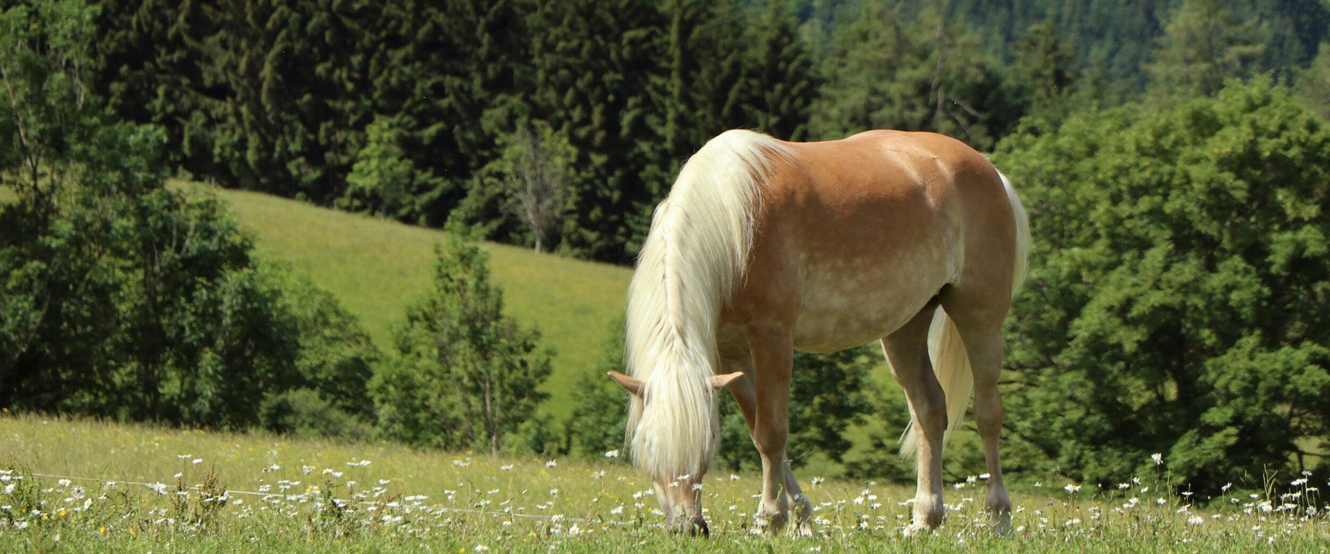 Haflinger Grasendes Haflingerpferd auf Weide im Süden Südtirols