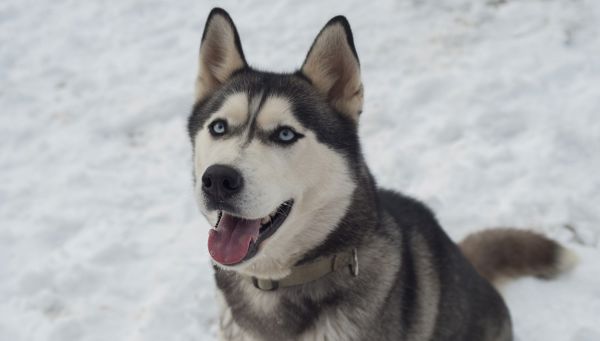 Schlittenfahrt mit Huskys