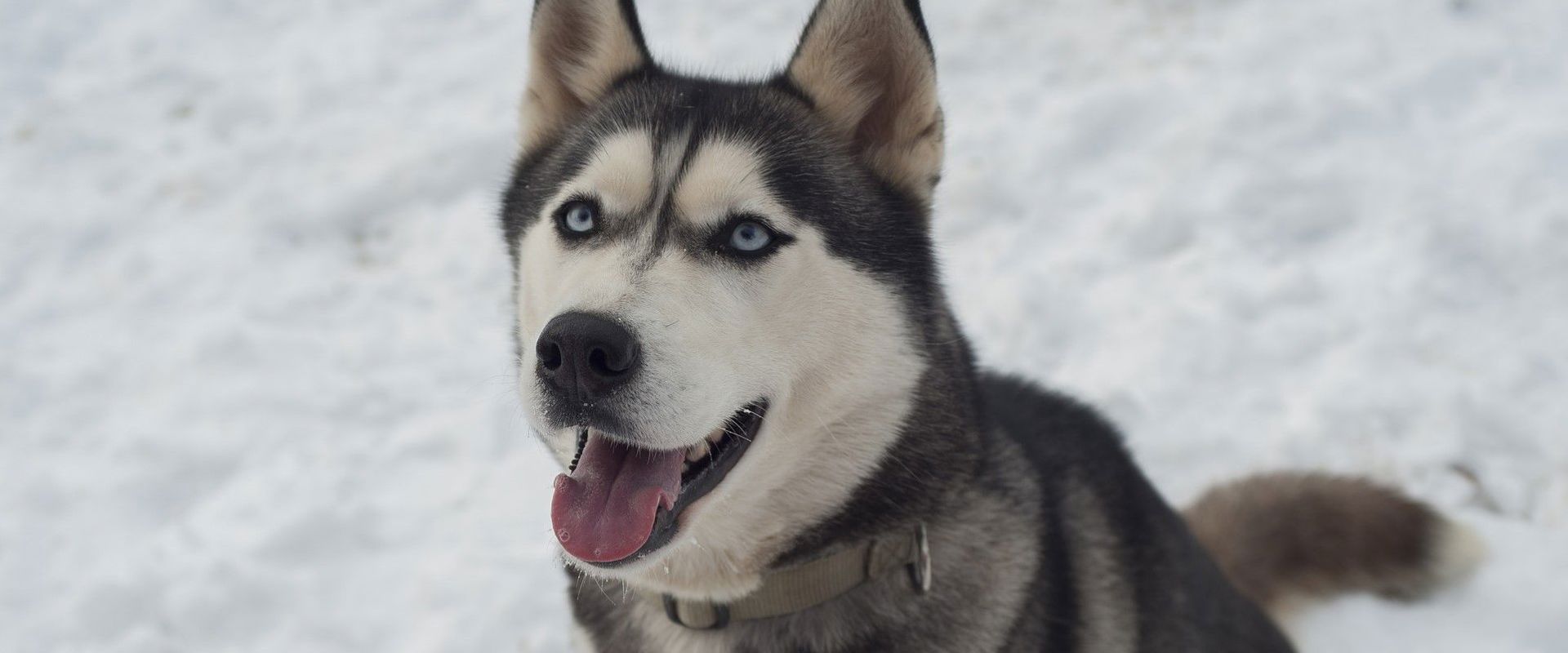 Schlittenfahrt mit Huskys