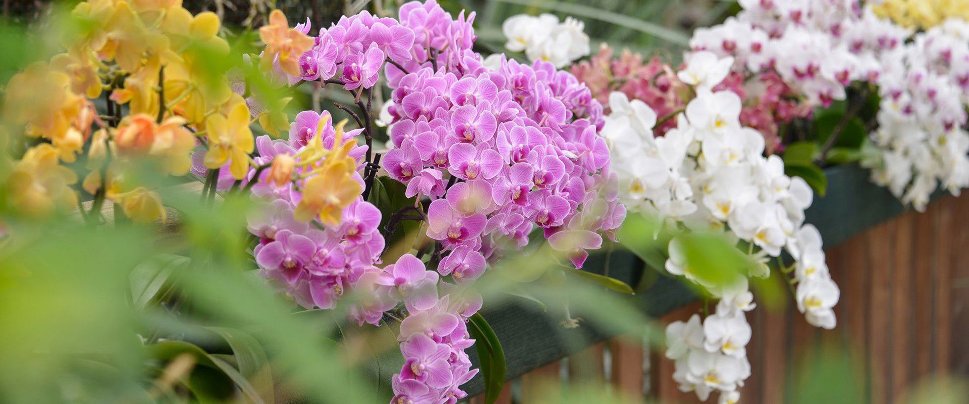 Orchideen in der Orchideenwelt Raffeiner