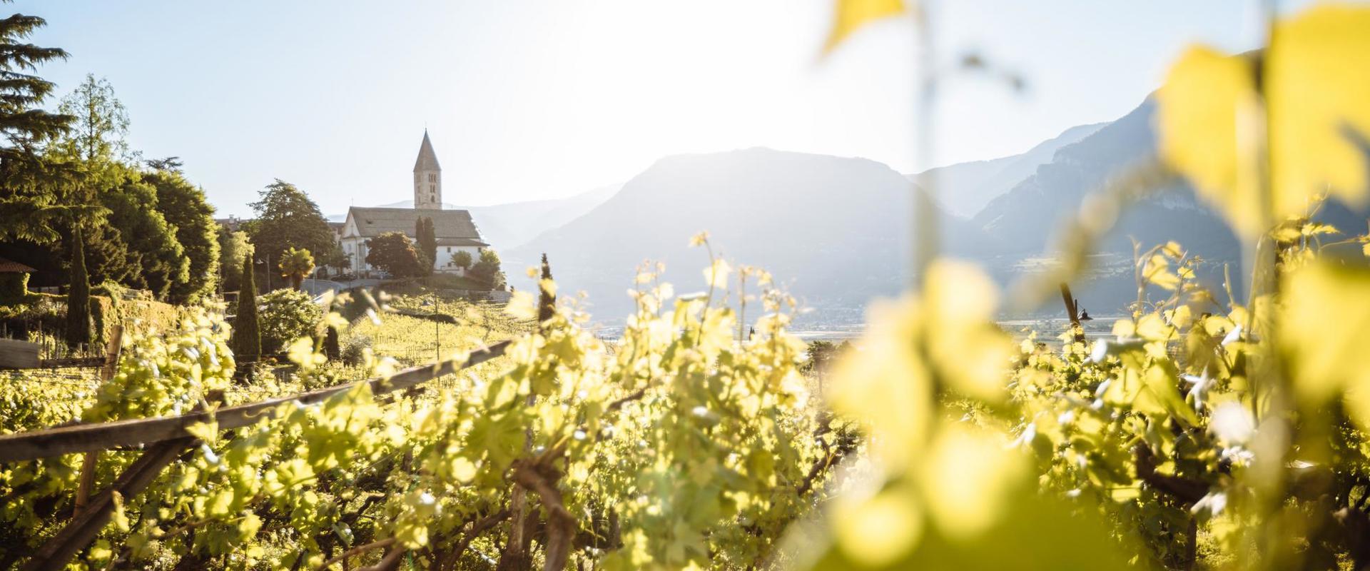 Sonnenverwöhnte Weinreben.
