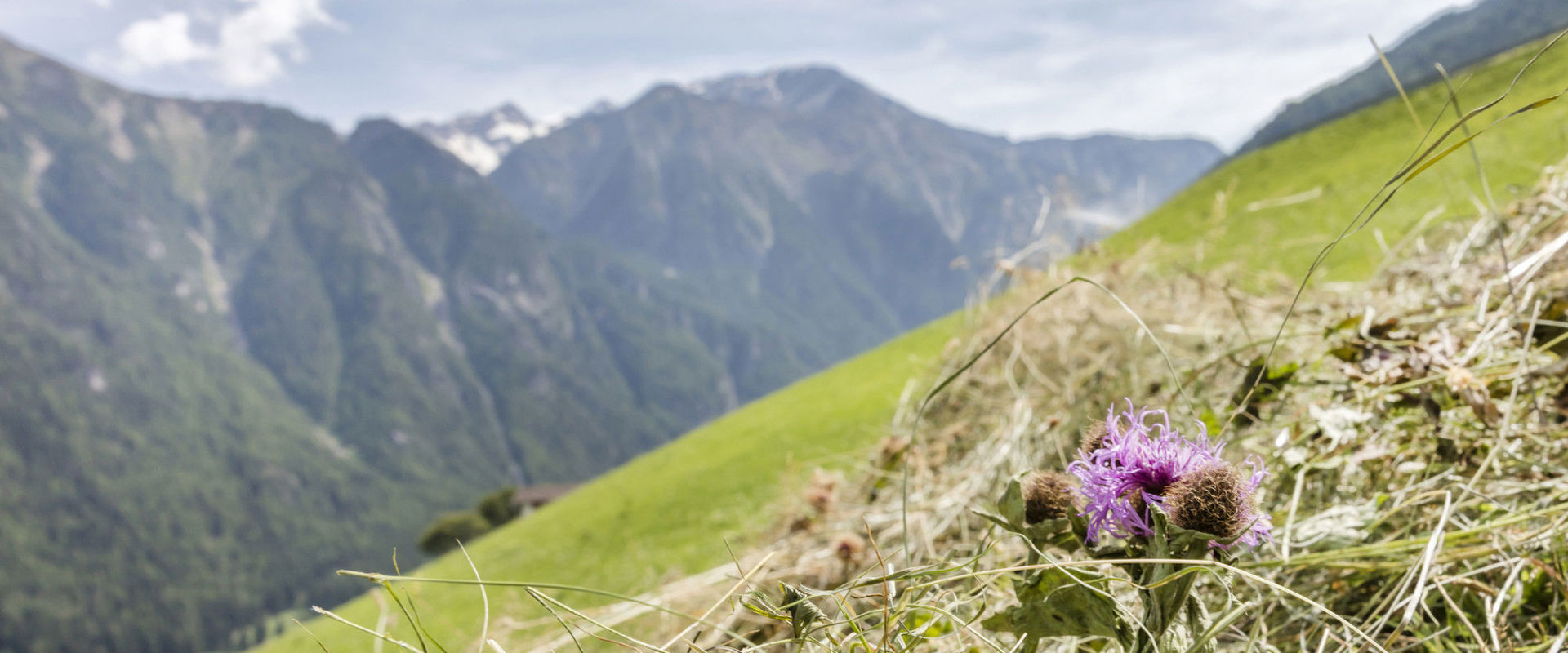 Bergheu und steile Wiese im Martelltal