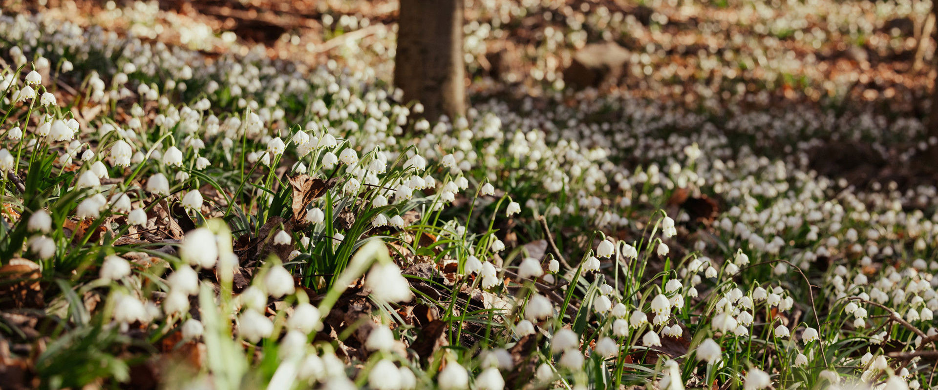 Maiglöckchen im Frühlingstal bei Kaltern und Montiggl