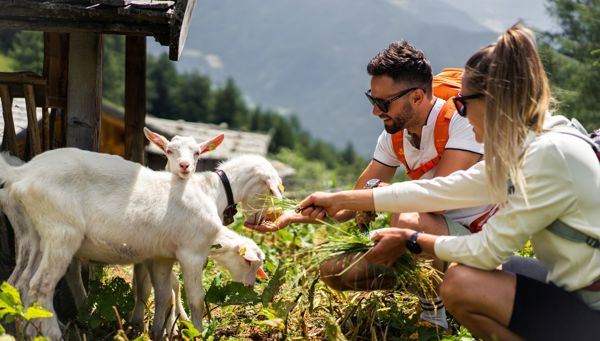 Erlebnisse mit Tieren