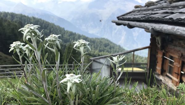 3 berühmte Alpenblumen