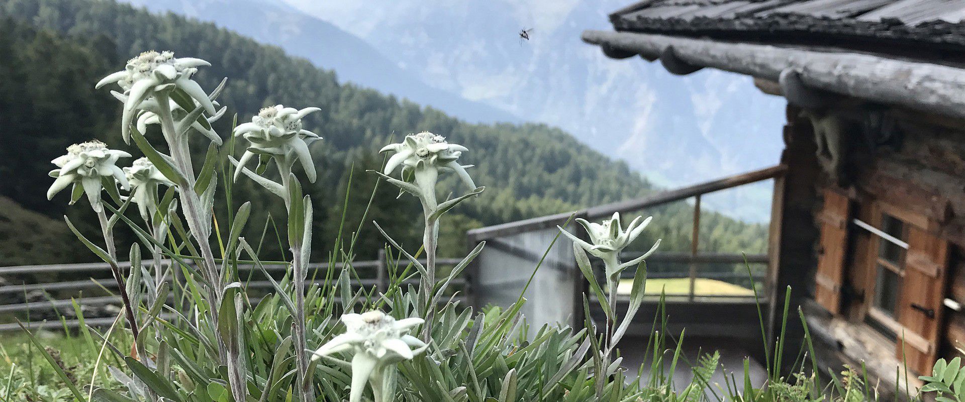 Edelweiss in Südtirol