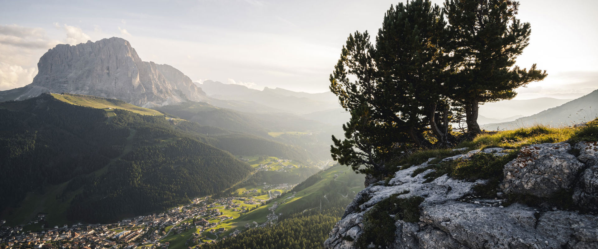 Latsche auf Fels mit Wolkenstein in Gröden & Langkofel im Hintergrund