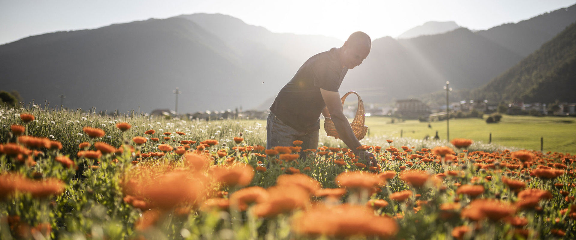 Mann pflückt Ringelblumen in einem Feld. Im Hintergrund sieht man die Berge.