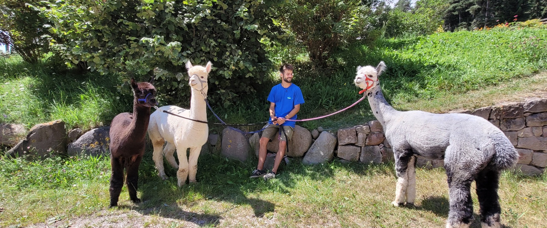 Erwachsener geht mit Lamas spazieren.