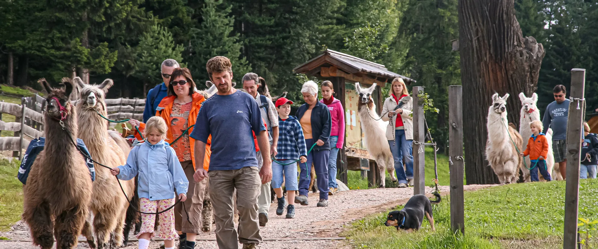 Erwachsene und Kinder gehen mit Lamas spazieren.