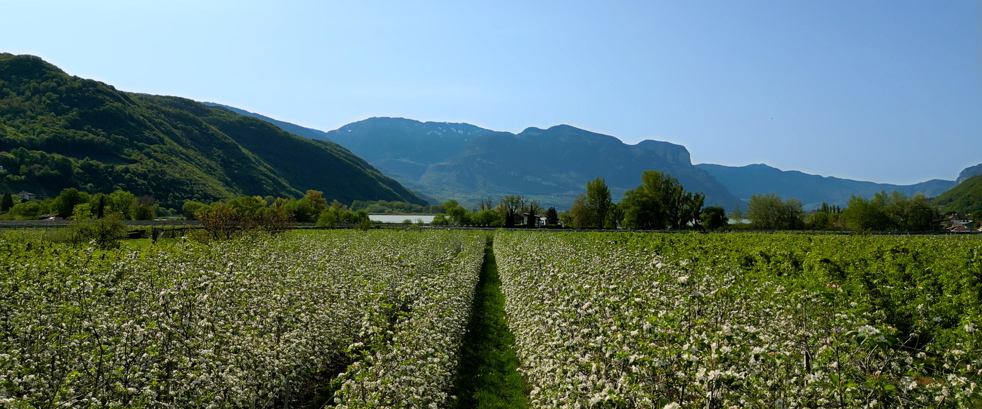 Blick auf Obstplantagen am Kalterer See in Südtirols Süden