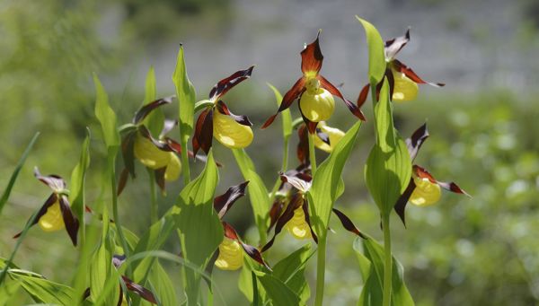 Geschützte Schönheiten – wilde Orchideen in Südtirol