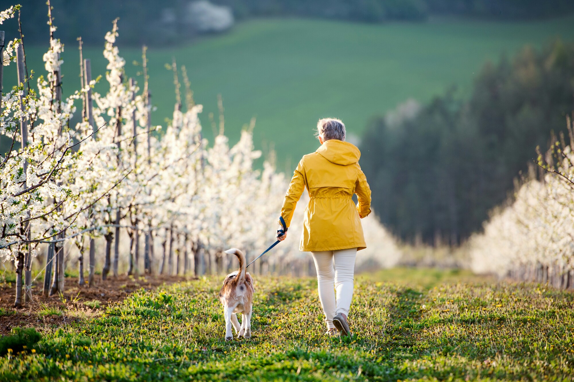 Urlaub in Südtirol mit Hund: Foto mit 7 Border Collie Hunden. 