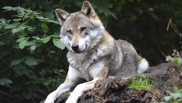Begegnung mit Wildtieren: Tipps für das richtige Verhalten