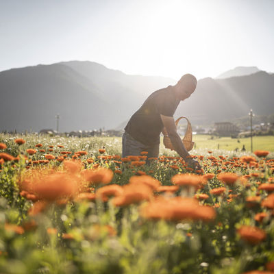 Mann steht in einem orangen Blumenfeld und pflückt Ringelblumen.